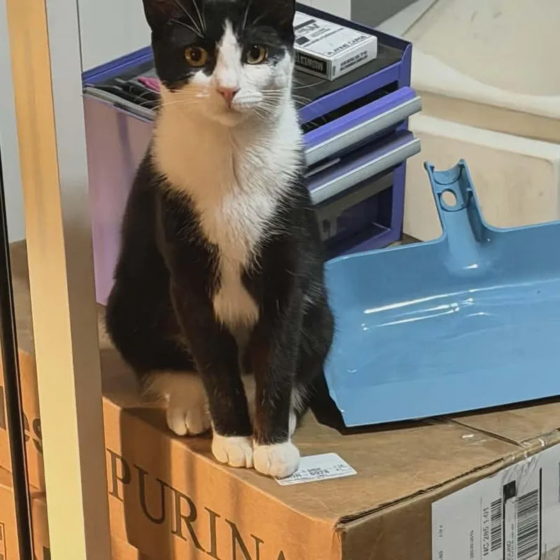 A young medium-sized female Black & White / Tuxedo Domestic Short Hair cat named Fiodora for adoption in Beulaville, NC