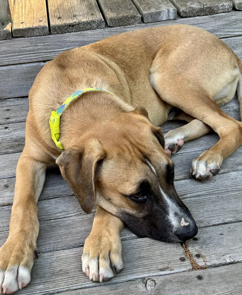 A baby medium-sized male Brown / Chocolate Black Mouth Cur dog named Thomas for adoption in Okolona, MS