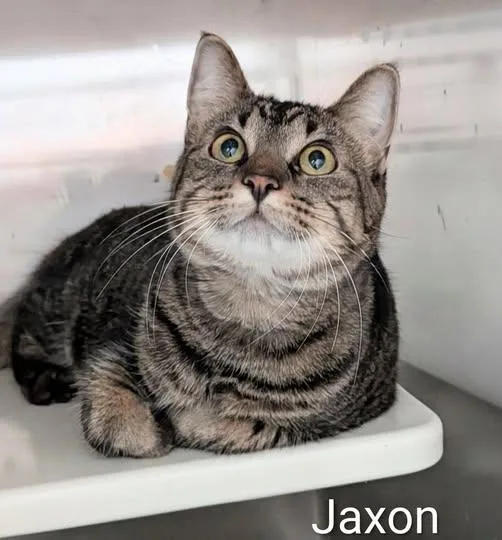 An adult medium-sized male Tabby (Brown / Chocolate) Domestic Short Hair cat named Jaxson for adoption in Flint, MI