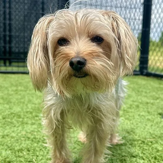 An adult small-sized male Yellow / Tan / Blond / Fawn Yorkshire Terrier dog named Alfie for adoption in Matteson, IL