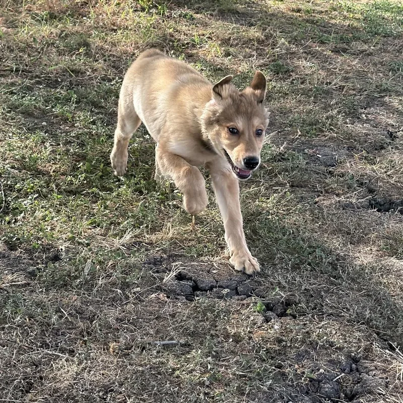 A baby large-sized female German Shepherd Dog dog named Poppy for adoption in Pflugerville, TX