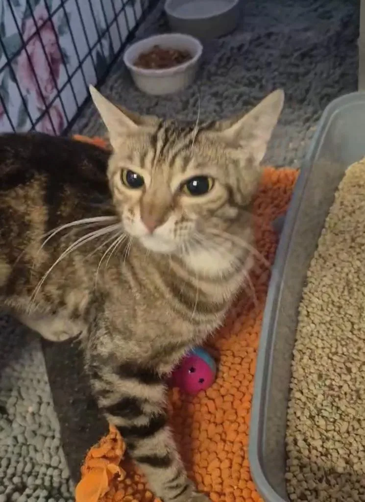 A young small-sized female Domestic Short Hair cat named Cindy for adoption in Thousand Oaks, CA