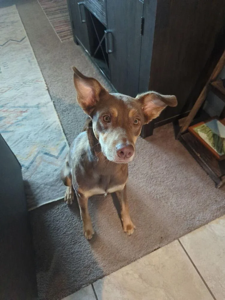 A young medium-sized male Tricolor (Brown, Black, & White) Australian Kelpie dog named Teddy for adoption in Cortez, CO