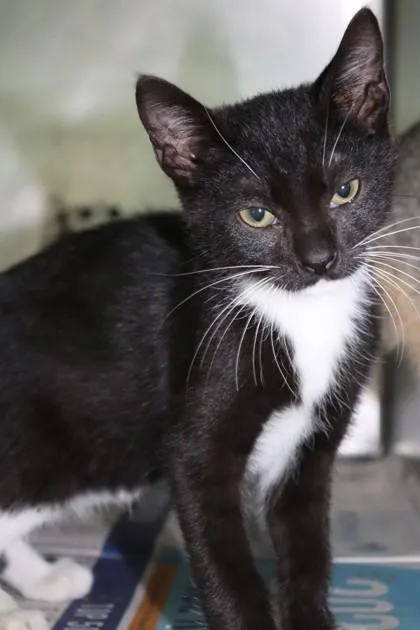 A baby small-sized male Domestic Short Hair cat named Excavator for adoption in New Orleans, LA
