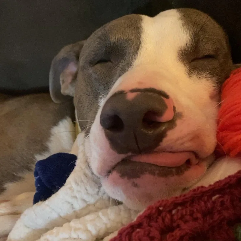 Cleopatra thumbnail 5