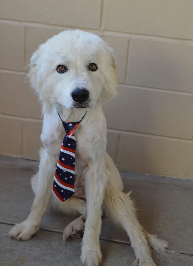 A young large-sized male Great Pyrenees dog named Lincoln for adoption in New Baltimore, MI