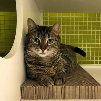 A young medium-sized female Tabby (Brown / Chocolate) Domestic Short Hair cat named Bella for adoption in New York, NY