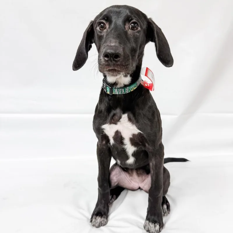 A baby small-sized female Mixed Breed dog named Delilah for adoption in Parker, CO