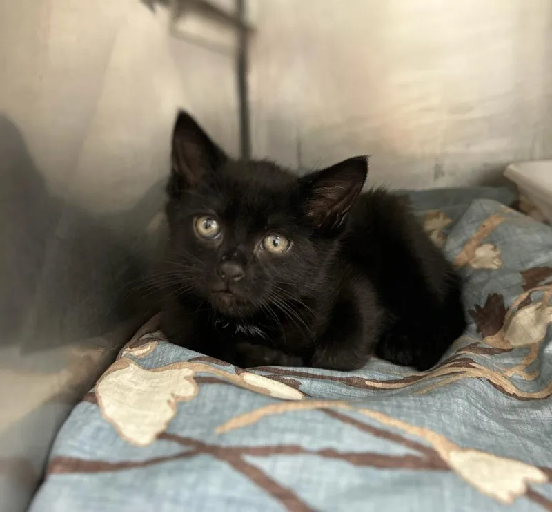 A baby medium-sized male Domestic Short Hair cat named Blackberry for adoption in Pomona, NY