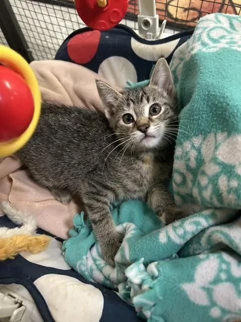 A baby small-sized male Tabby (Brown / Chocolate) Domestic Short Hair cat named Foxtail Fern for adoption in Muskegon, MI