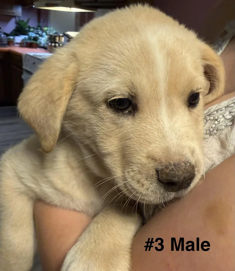 A baby medium-sized male Labrador Retriever dog named Mav for adoption in Royal Palm Beach, FL