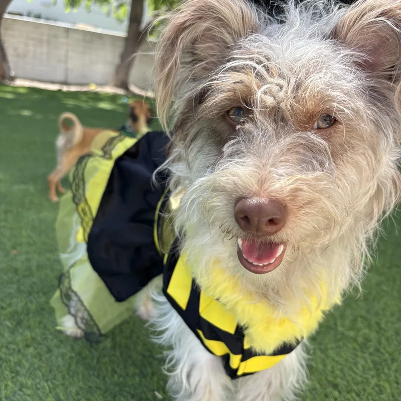A young small-sized female White / Cream Poodle dog named HONeYBee for adoption in Carlsbad, CA