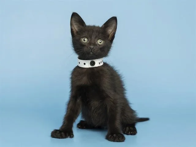 A baby small-sized male Domestic Short Hair cat named Jesse for adoption in Phoenix, AZ
