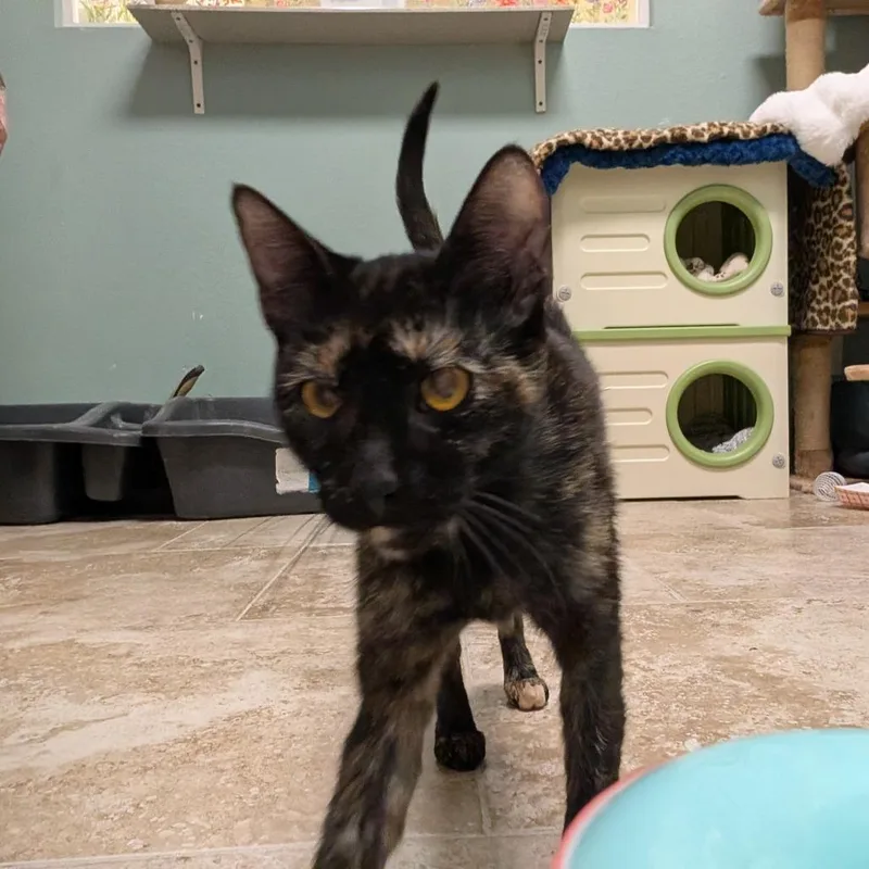 A young medium-sized female Black Domestic Short Hair cat named Kelpie for adoption in Titusville, FL