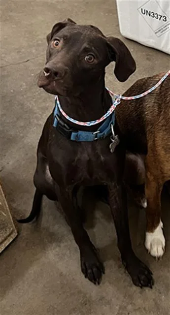 A young large-sized female Mixed Breed dog named Elana for adoption in Dallas, TX