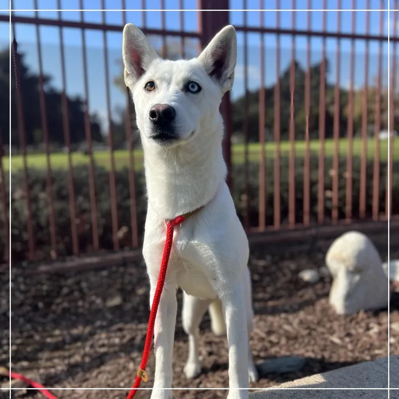 An adult medium-sized female White / Cream Husky dog named Rummi for adoption in Upland, CA