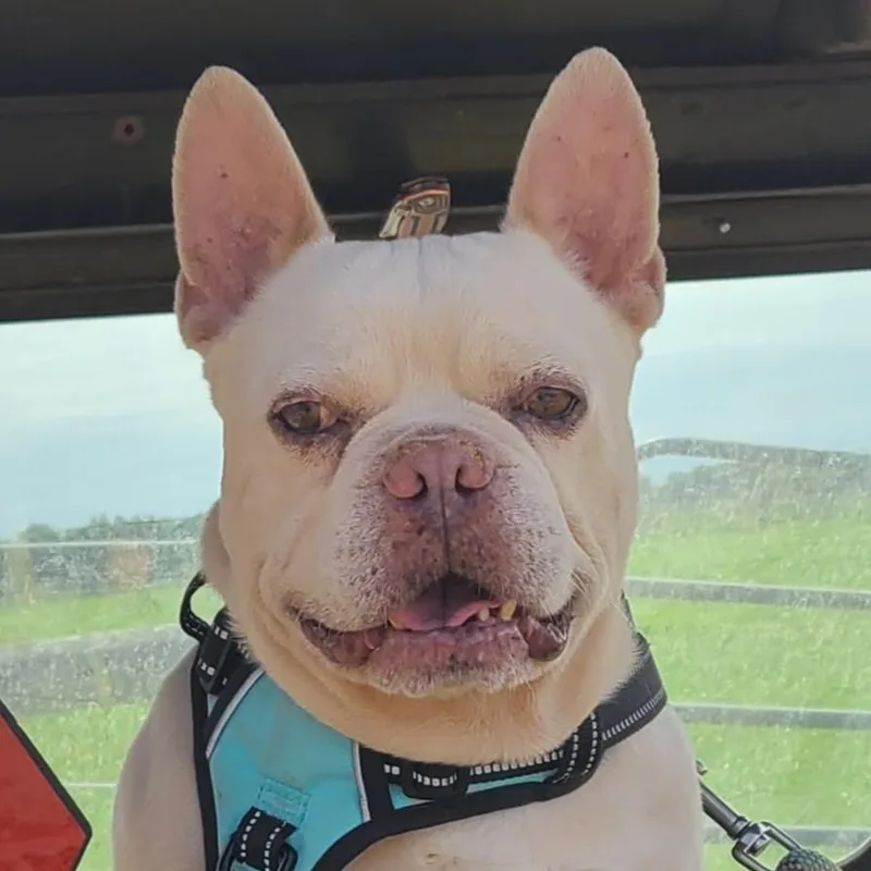 Frank