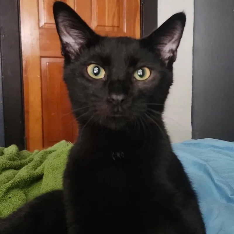 A young small-sized male Domestic Short Hair cat named Darth Vader for adoption in Long Beach, CA