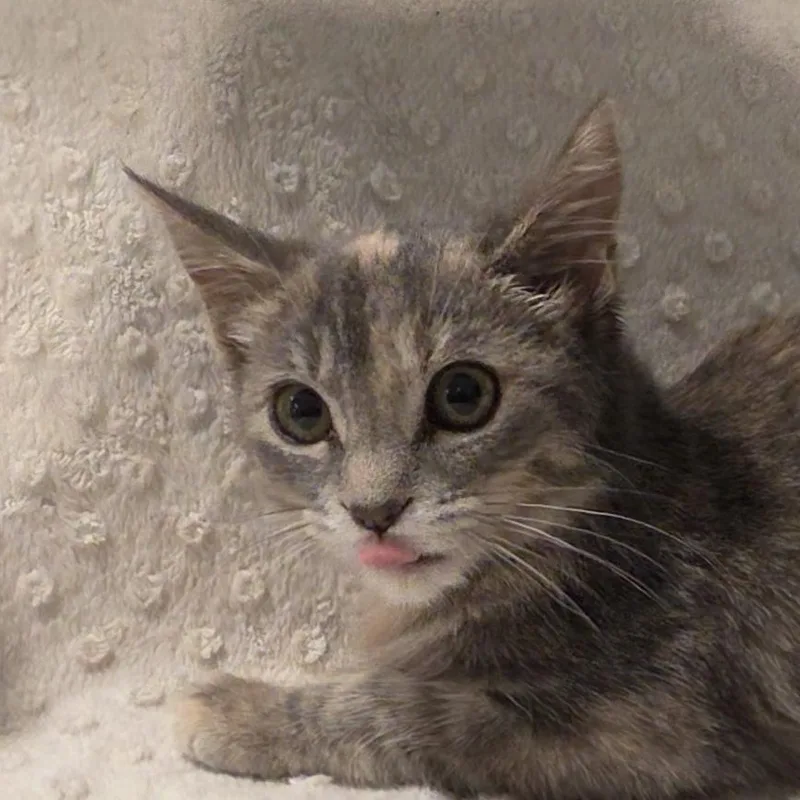 A baby medium-sized female Torbie Domestic Short Hair cat named Melody for adoption in Saint Paul, MN
