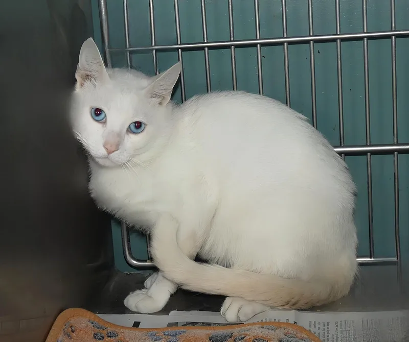 A young medium-sized male White Domestic Short Hair cat named Duncan for adoption in Pasadena, CA
