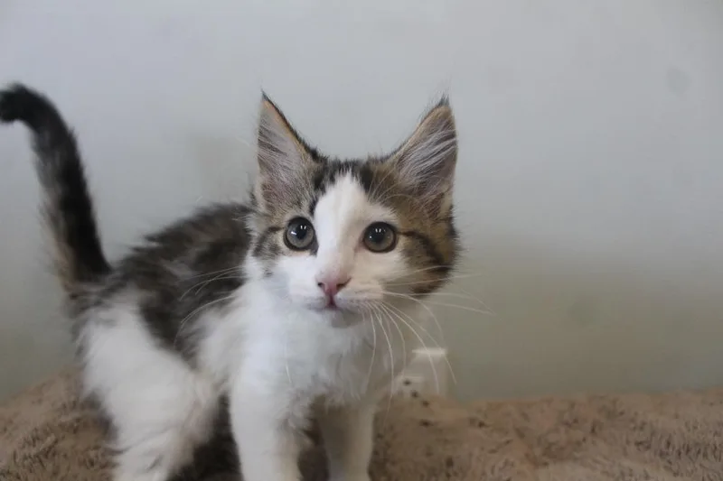 A baby medium-sized female Tabby (Brown / Chocolate) Domestic Long Hair cat named Pow for adoption in Chestertown, MD