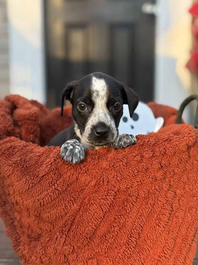 A baby medium-sized male Australian Cattle Dog / Blue Heeler dog named Sully Little monsters litter for adoption in Carmel, NY