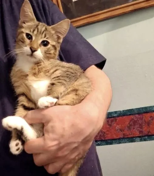 A baby medium-sized male Tabby (Brown / Chocolate) Tabby cat named Fern & Sprout  for adoption in Philadelphia, PA