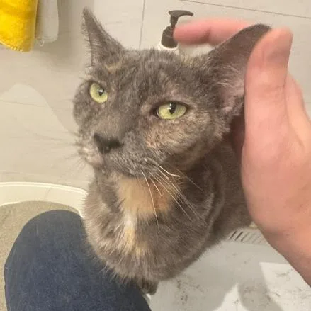 An adult small-sized female Black & White / Tuxedo Devon Rex cat named Salt for adoption in Brooklyn, NY