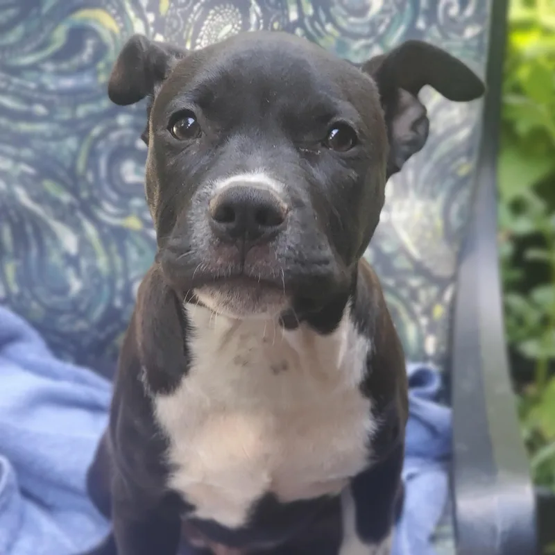 A baby medium-sized female Black Pit Bull Terrier dog named Georgia for adoption in Albany, NY