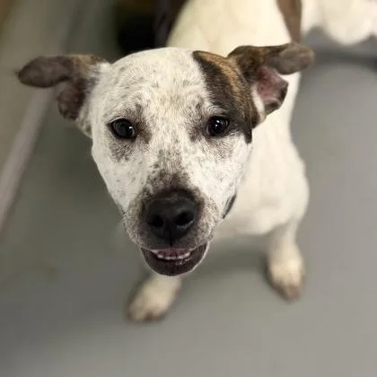 An adult small-sized female Mixed Breed dog named Bell for adoption in Mount Pleasant, IA