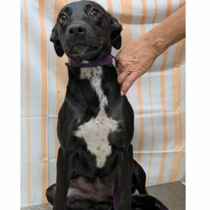 A young medium-sized female Black Mixed Breed dog named Grace for adoption in Hazard, KY