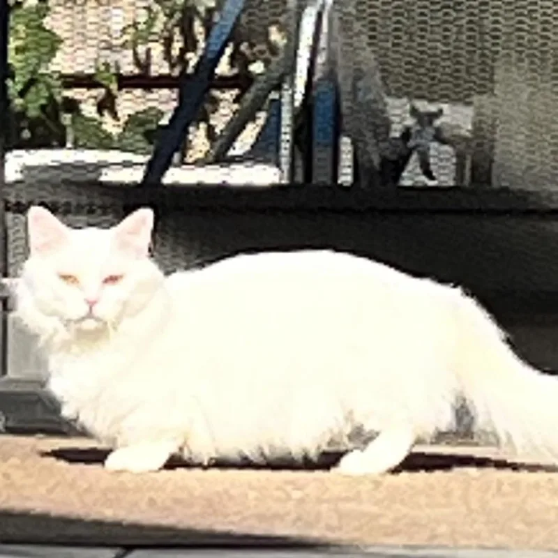 An adult medium-sized male White Munchkin cat named Snowy for adoption in Sarasota, FL