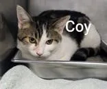 A young small-sized male Brown / Chocolate Domestic Short Hair cat named Coy for adoption in Moline, IL