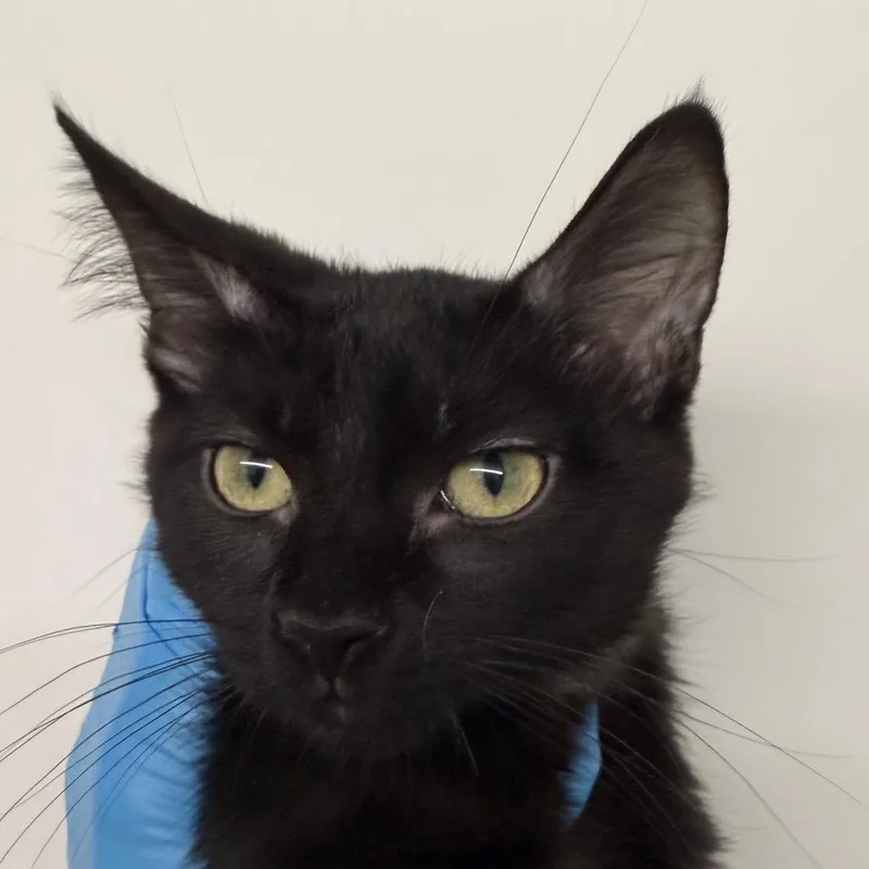 A baby small-sized female Black Domestic Short Hair cat named Sprinter for adoption in Colorado Springs, CO