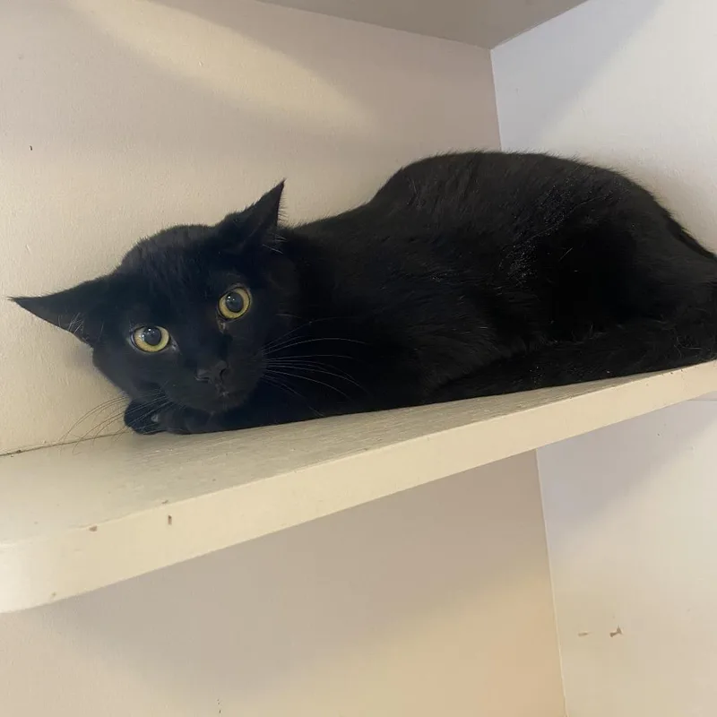 A young large-sized male Black Domestic Short Hair cat named Brett for adoption in Kanab, UT