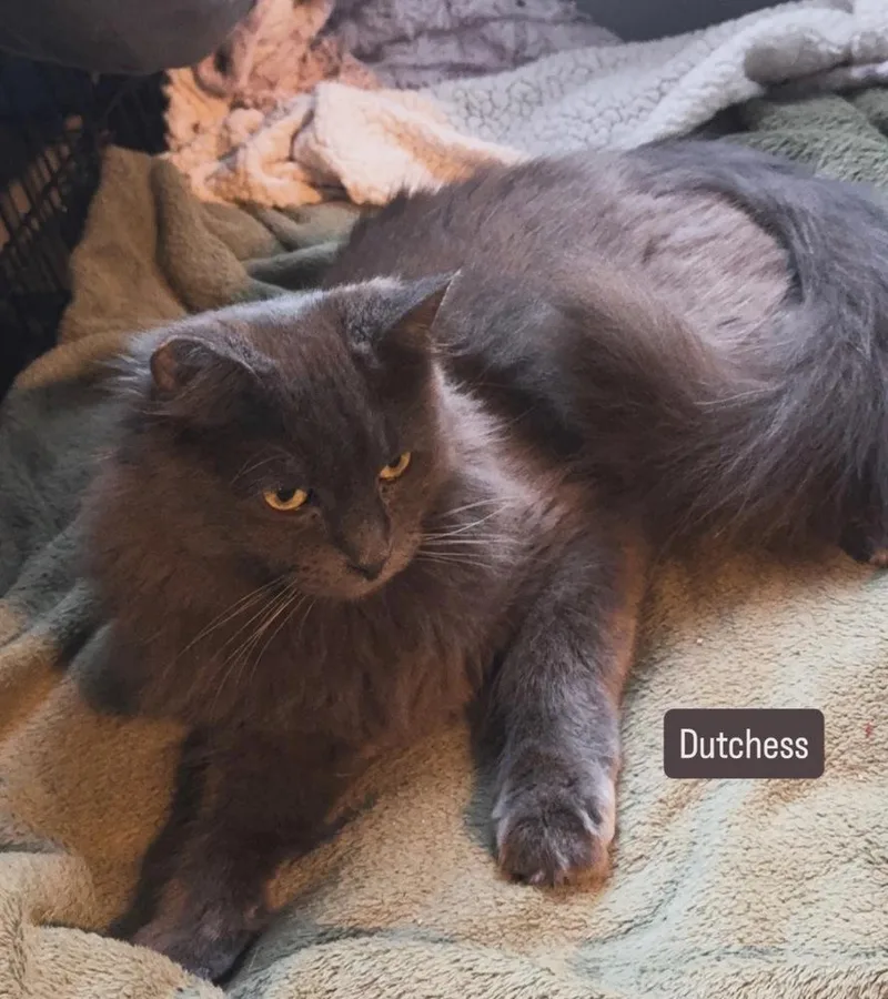 An adult medium-sized female Gray / Blue / Silver Domestic Long Hair cat named Dutchess for adoption in Gardena, CA
