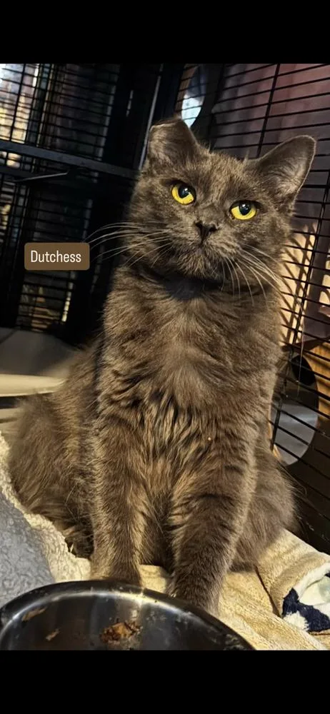 Dutchess thumbnail 2