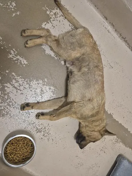 An adult medium-sized male Shepherd dog named Icc for adoption in Lawrenceville, GA