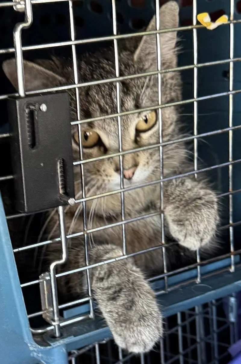 A young small-sized female Tabby (Brown / Chocolate) American Shorthair cat named Hannah for adoption in Newark, NJ