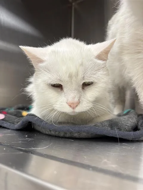 A senior small-sized female Domestic Short Hair cat named Baby for adoption in Indianapolis, IN