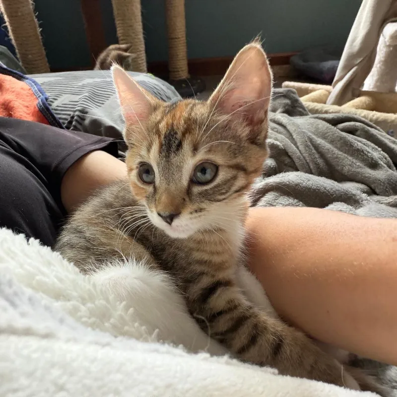 A baby small-sized female Domestic Short Hair cat named Parsley for adoption in Springfield, MA