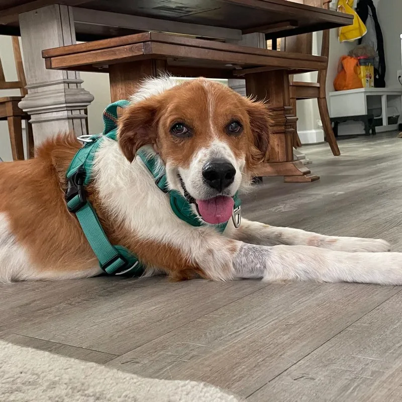 Rufus