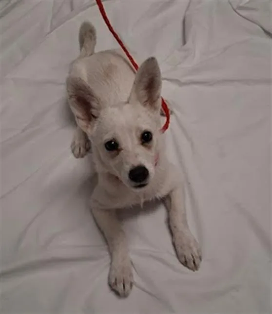 Poppy