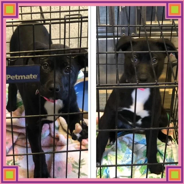 A baby medium-sized female Black Labrador Retriever dog named Willow for adoption in Buckhannon, WV