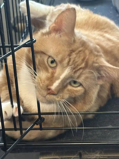 An adult medium-sized male Orange & White Domestic Short Hair cat named Taco for adoption in Plainville, MA
