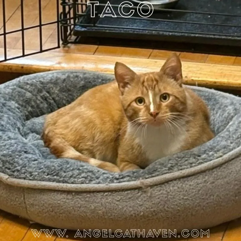 Taco thumbnail 4