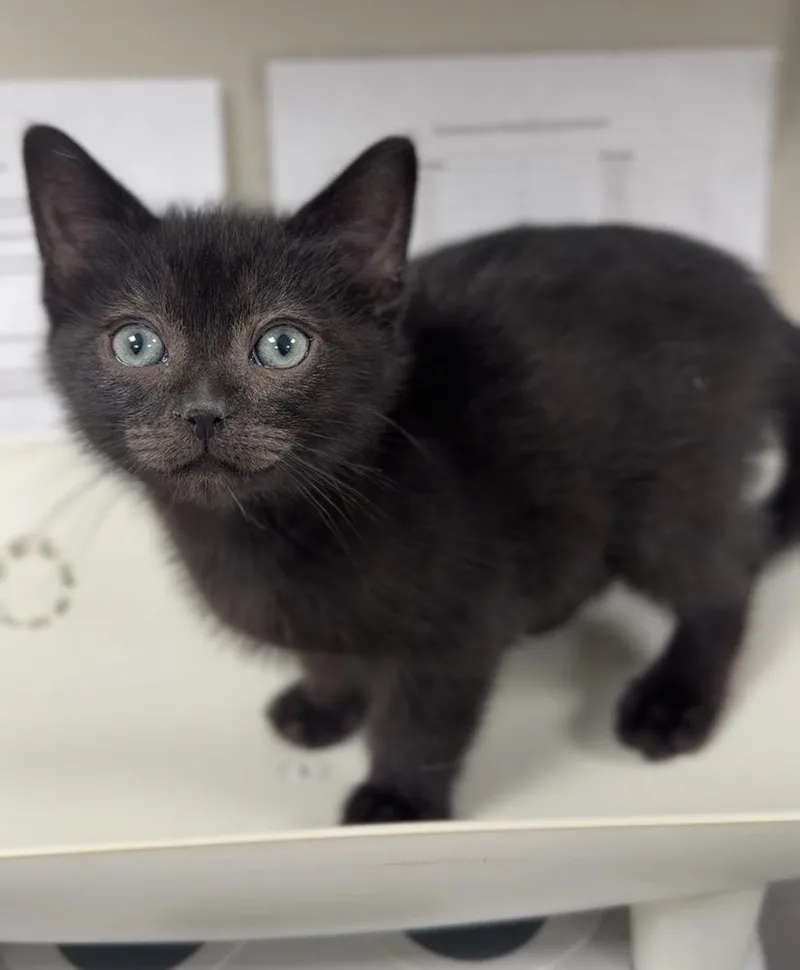 A baby small-sized male Black Domestic Short Hair cat named Arthur for adoption in Bemidji, MN