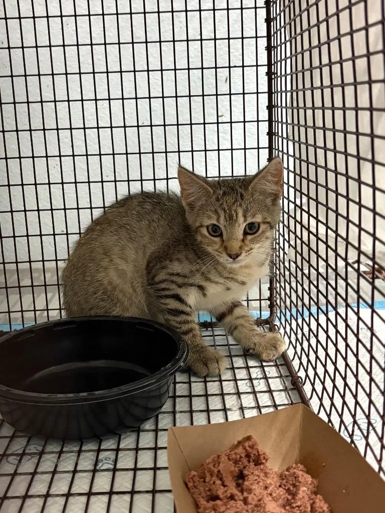 A young small-sized male Domestic Short Hair cat named Cougar for adoption in New Braunfels, TX