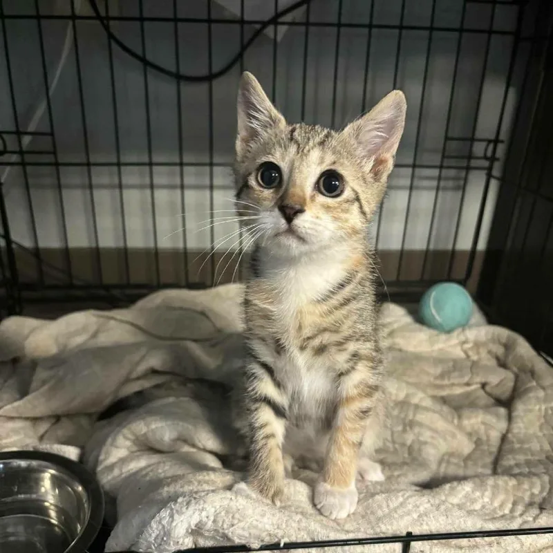 A baby small-sized female Brown / Chocolate Domestic Short Hair cat named Lucille for adoption in Lutz, FL