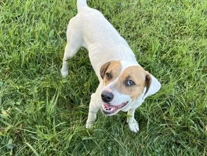 A young medium-sized female Mixed Breed dog named Buttermilk Biscuit for adoption in Marshall, NC